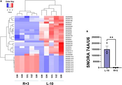 Spaceflight-Associated Changes of snoRNAs in Peripheral Blood Mononuclear Cells and Plasma Exosomes—A Pilot Study